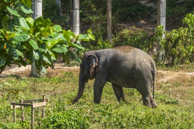 Fil, Tayland 'da Phuket' te bir kurtarma sığınağında emekliliğinin tadını çıkarıyor.