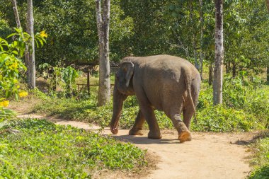 Tayland 'da Chiang Mai' deki Kraliyet Parkı Rajapruek - çiçek koyunu