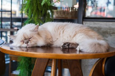Cat Cafe 'de, Tayland' da Chiang Rai 'de.