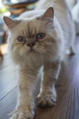 Cat Cafe 'de, Tayland' da Chiang Rai 'de.