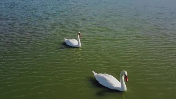 Para Łabędzi Pływa Nad Jeziorem — Wideo stockowe