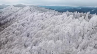 Dağ sırtındaki buzlu ormanın üzerinden uçmak