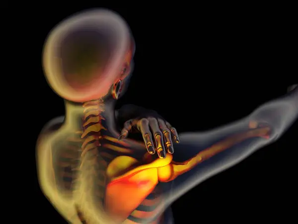 人間の骨格のグラフィカルな表現 3Dレンダリング ロイヤリティフリーのストック写真