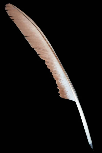 Feather Quill Pen Isolated Black Background — Stock Photo, Image