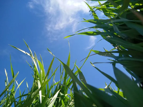 stock image Spring green grass and blue sky with clouds and sunlight.