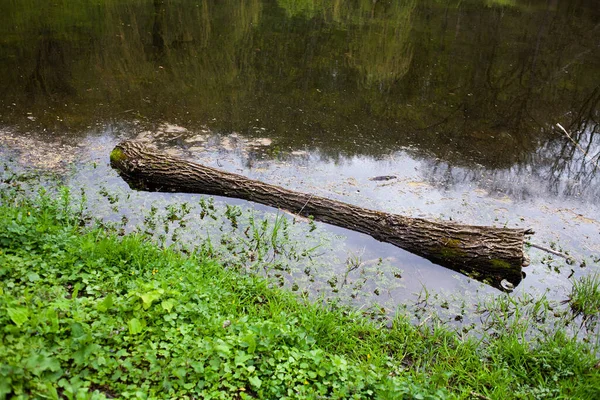 Upadłe Drzewo Jeziorze Wiosennym Lesie — Zdjęcie stockowe