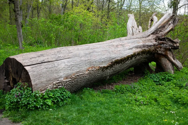 Tronco Árbol Caído Bosque Primavera — Foto de Stock