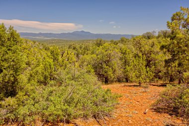 Arizona 'nın kuzeyindeki Bill Williams Dağı Prescott Ulusal Ormanı' ndaki Orman Hizmetleri Yolu 573 'ten Ash Fork' a yakın..