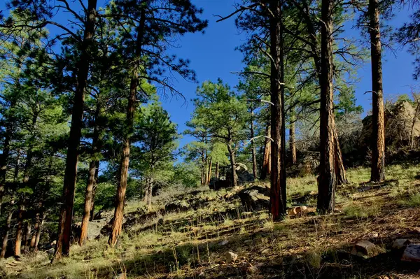 Büyük Kanyon 'un kuzey şeridi yakınlarındaki Cliff Springs Yürüyüş Yolu' ndan Kaibab Ormanı 'nın eğimli bir görüntüsü..