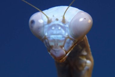 Bir peygamber devesi Arizona'ya yerel bir makro portre fotoğraf.