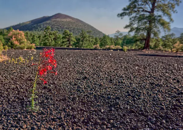 A lonely wildflower blooming in the desolate cinder fields of Sunset Crater National Monument in Arizona.