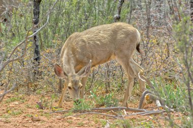Bir kadın Büyük Kanyon Arizona yakınlarında Kaibab ormandaki bazı yapraklı bitkiler üzerinde otlatma geyiği, Tiburon Adası.
