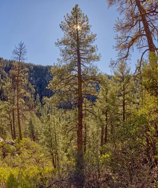 Vertical panorama of a Ponderosa Pine Forest viewed from the Telephone Trail north of Sedona Arizona backlit by the afternoon sun.