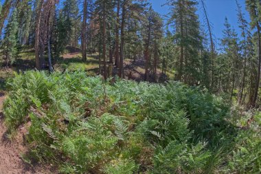 Büyük Kanyon Kuzey Rim Arizona 'da Ken Patrick Patikası boyunca bir eğrelti otu dolmuş..