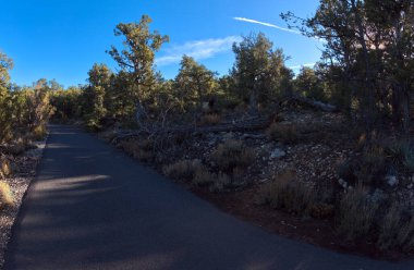 Resmin merkezinde, Pima Noktası ve Arizona Büyük Kanyonu 'ndaki Monument Creek Vista arasında uzanan Greenway Patikası boyunca ormandan çıkan dişi bir geyik..