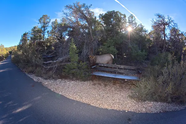 Female Elk Came Out Forest Greenway Trail Runs Pima Point — Stock Photo, Image