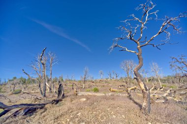 Dead trees in a forest east of Shoshone Point that was burned many years ago from a forest fire at Grand Canyon Arizona. clipart