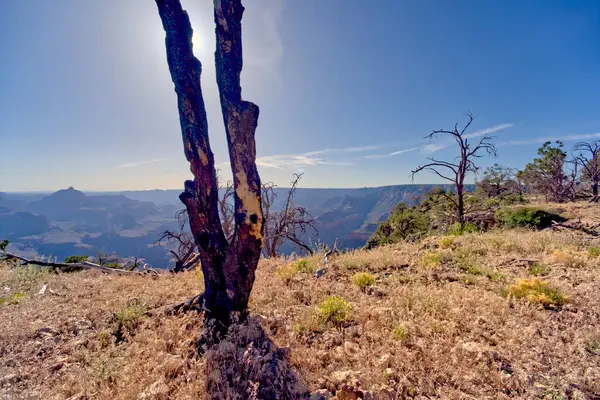 多年前亚利桑那州大峡谷的一场森林大火烧毁了肖肖尼角以东一片森林中的一棵严重烧焦的树 — 图库照片