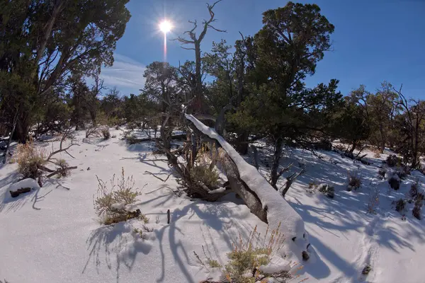 グランドキャニオンアリゾナのハーミッツレストの西ウォルドロンキャニオン近くの冬のカイバの森 — ストック写真