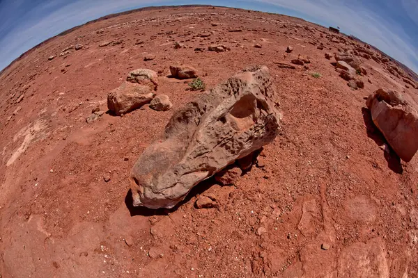 Dinazorlar Arasında Bulunan Bir Dinozor Kafatası Fosili Navajo Kızılderili Bölgesi — Stok fotoğraf