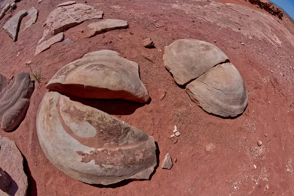Dinazorlar Arasındaki Dinazor Koprolit Fosili Navajo Kızılderili Bölgesi Nde Arizona — Stok fotoğraf