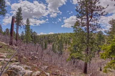 Arizona Büyük Kanyon Ulusal Parkı 'nın kuzey şeridinde Atoko Point yakınlarında yangın çıkmış. Ormanın bu kısmı yıldırımlarla yanmış. Yangınlara neden olmuş..