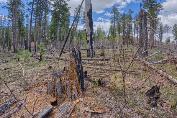 Arizona Büyük Kanyon Ulusal Parkı 'nın kuzey şeridinde Atoko Point yakınlarında yangın çıkmış. Ormanın bu kısmı yıldırımlarla yanmış. Yangınlara neden olmuş..