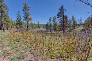 Büyük Kanyon Ulusal Parkı Arizona 'nın kuzey kesimindeki Naji Noktası yakınlarındaki Cattail' e benzeyen bir ot..