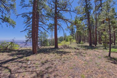 Grand Canyon Ulusal Parkı Arizona 'nın kuzey tarafındaki Naji Point' in güneyindeki orman manzarası..