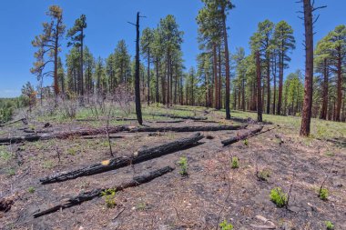 Büyük Kanyon Ulusal Parkı Arizona 'da Naji Noktası' nın güneyinde Dünya 'yı yaktı..