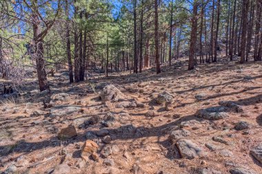 Williams Arizona 'da, Kaibab Ulusal Ormanı' ndaki Keyhole Lavabosu denen bir çukura giden kayalık bir patika..