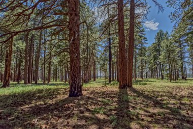 Kuzey Rim Arizona 'daki Büyük Kanyon Ormanı Clear Creek Kanyonu' nun kenarında..