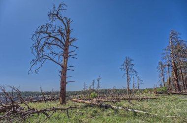 Kuzey Rim Arizona 'daki Büyük Kanyon' da Clear Creek Kanyonu 'nun doğu kayalıklarında yanmış ağaçlar..