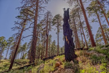 Clear Creek Kanyonu 'nun kuzey ucunda yanan ağaçlar Büyük Kanyon Kuzey Rim Arizona' da..