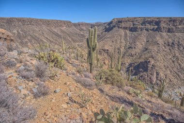 Arizona 'nın Agua Fria Ulusal Anıtı' ndaki Agua Fria Nehri 'ne bakan manzaralı bir sırt..