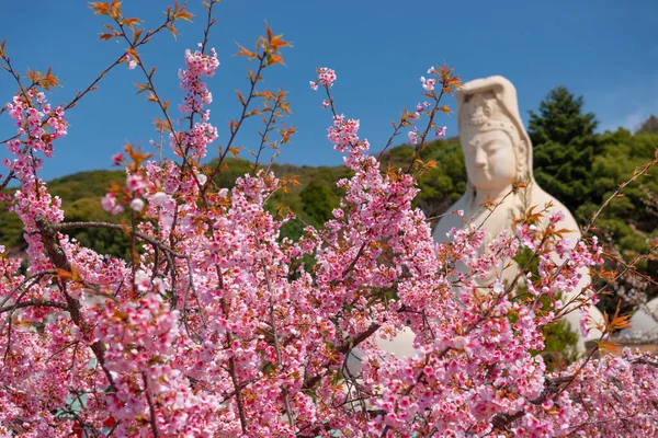 Kioto Japonia Ścieżce Filozoficznej Sezonie Wiosennym — Zdjęcie stockowe