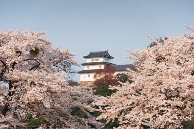 Hikone, Japonya bahar mevsiminde Hikone Kalesi 'nde.