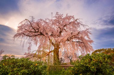Maruyama Park Kyoto, Japonya bahar kiraz çiçeği Festivali sırasında.