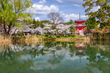 Kyoto, Japonya Bahar mevsiminde Daikaku-ji Tapınağı 'nda.