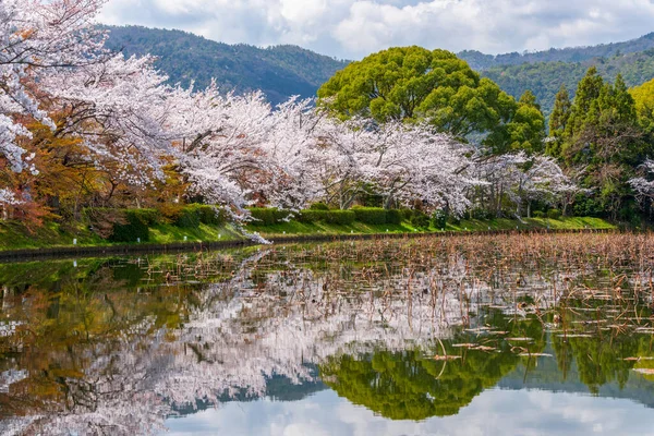 Киото Япония Весной Пруда Храма Дайкаку Дзи — стоковое фото