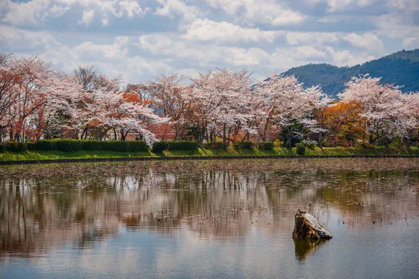 大覚寺の池で 春の京都 — ストック写真