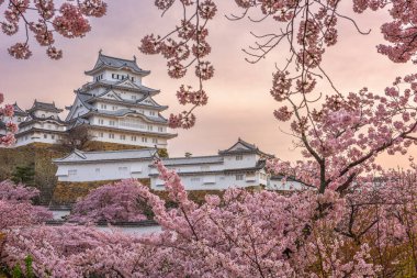 Nda bahar kiraz çiçeği sezonunda Himeji Kalesi Himeji, Japonya.