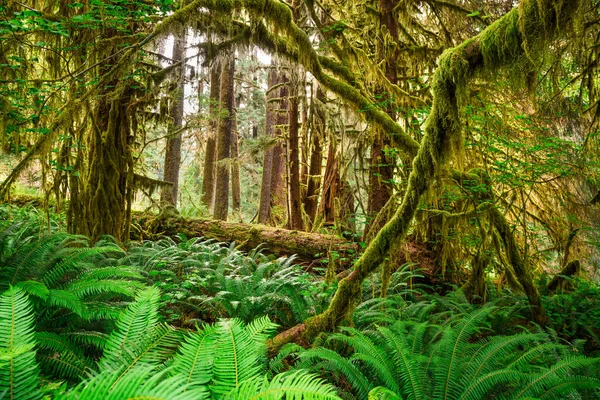 Hall Mosses Hoh Rainforest Olympic National Park Washington Usa — Stock Photo, Image