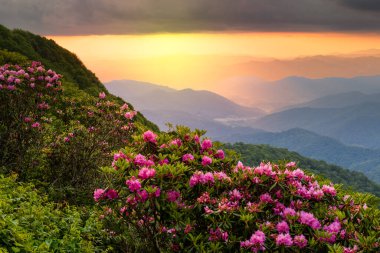 Great Craggy Dağları Kuzey Carolina 'da Blue Ridge Parkway boyunca Catawba Rhododendron ile bahar mevsimi günbatımında.