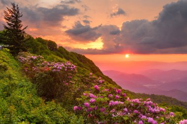 Great Craggy Dağları Kuzey Carolina 'da Blue Ridge Parkway boyunca Catawba Rhododendron ile bahar mevsimi günbatımında.
