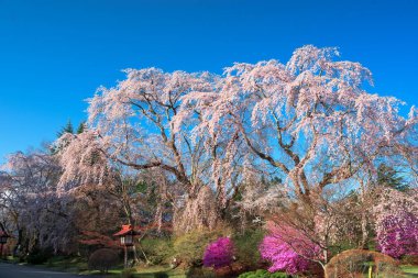 Yamanashi Bölgesi, Japonya 'da bahar yaprakları..