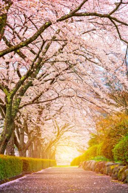 Oyama, Shizuoka, Japonya bahar mevsiminde.
