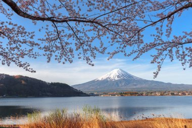 Mt. Fuji, Japonya Kawaguchi Gölü 'nde bahar mevsiminde kiraz çiçekleriyle.