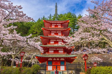 Fujiyoshida, Japan at Chureito Pagoda in Arakurayama Sengen Park during spring cherry blossom season. clipart