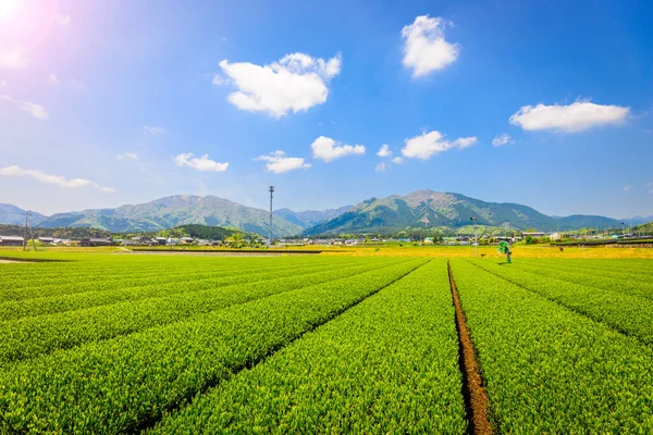Ландшафт Чайной Плантации Йоккайти Япония — стоковое фото